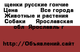 щенки русские гончие › Цена ­ 4 000 - Все города Животные и растения » Собаки   . Ярославская обл.,Ярославль г.